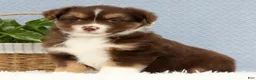 Miniature Australian Shepherd dogs for sale: Rowan - Ad 3