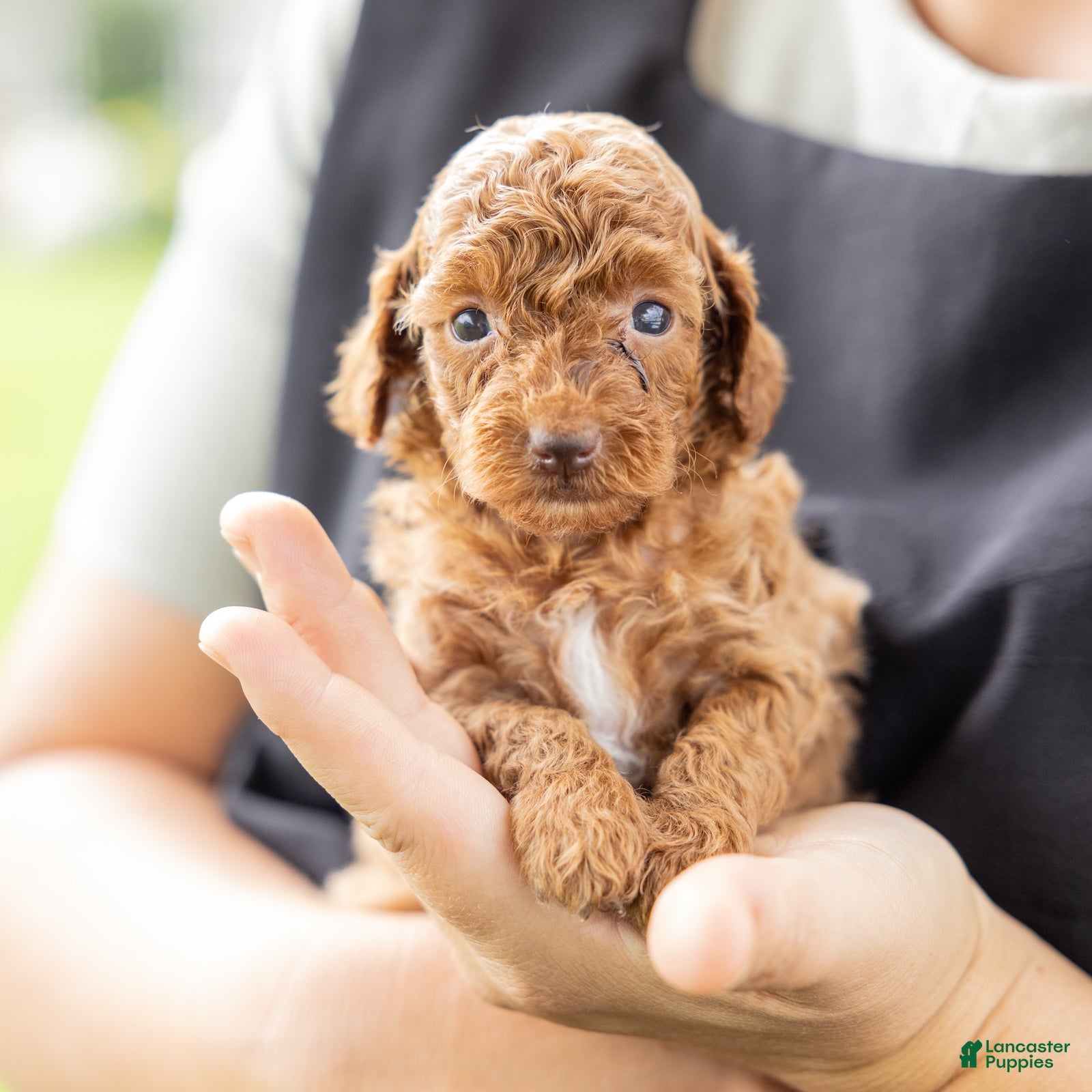 Toy Poodle dogs Olive - Ad 1