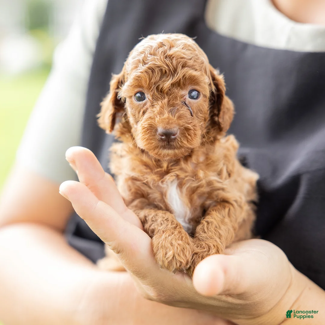 Toy Poodle dogs for sale: Olive - Ad 1