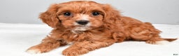 Cavapoo dogs for sale: Sasha - Ad 4