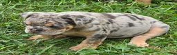 English Bulldog dogs for sale: Tinsel the lilac merle  - Ad 14
