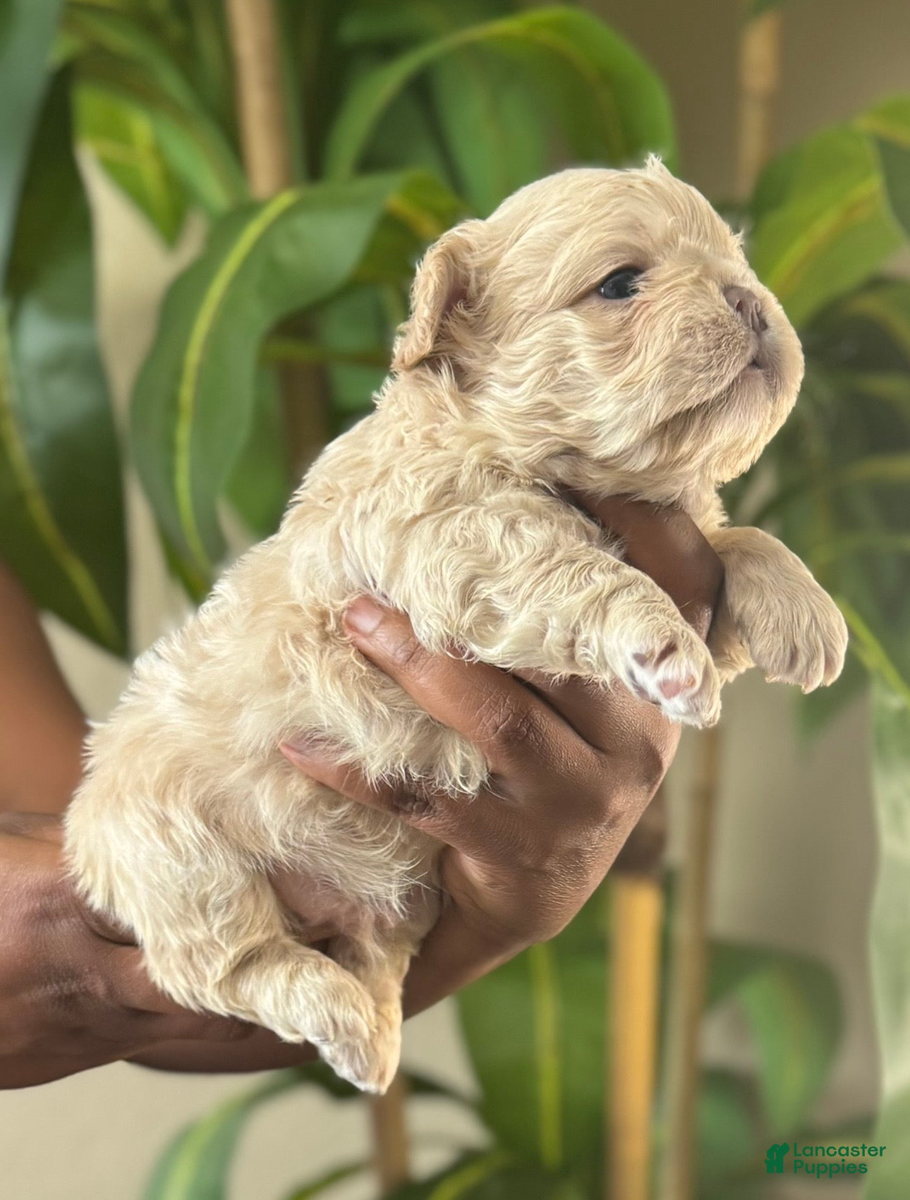 French Bulldog dogs for sale: Mr. Waffles  - Ad 4