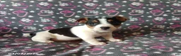 Jack Russell Terrier dogs for sale: Trixie - Ad 1
