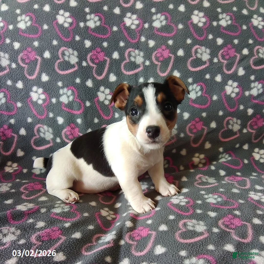 Jack Russell Terrier dogs for sale: Trixie - Ad 1