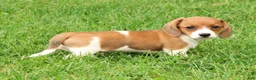 Miniature Dachshund dogs for sale: Hal - Ad 5