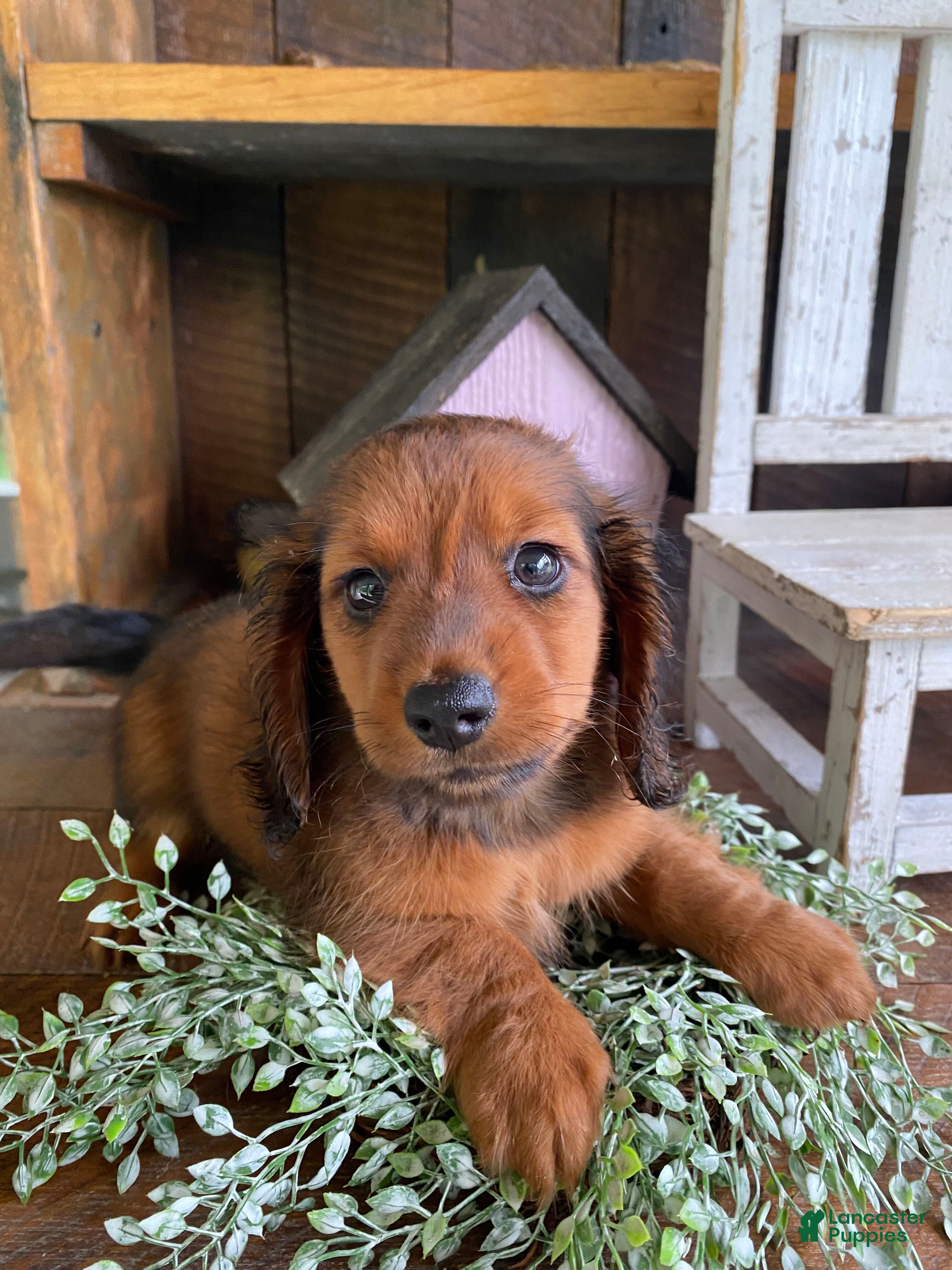 Miniature Dachshund dogs Bo - Ad 1
