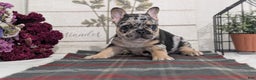 French Bulldog dogs for sale: Shiloh - Ad 6