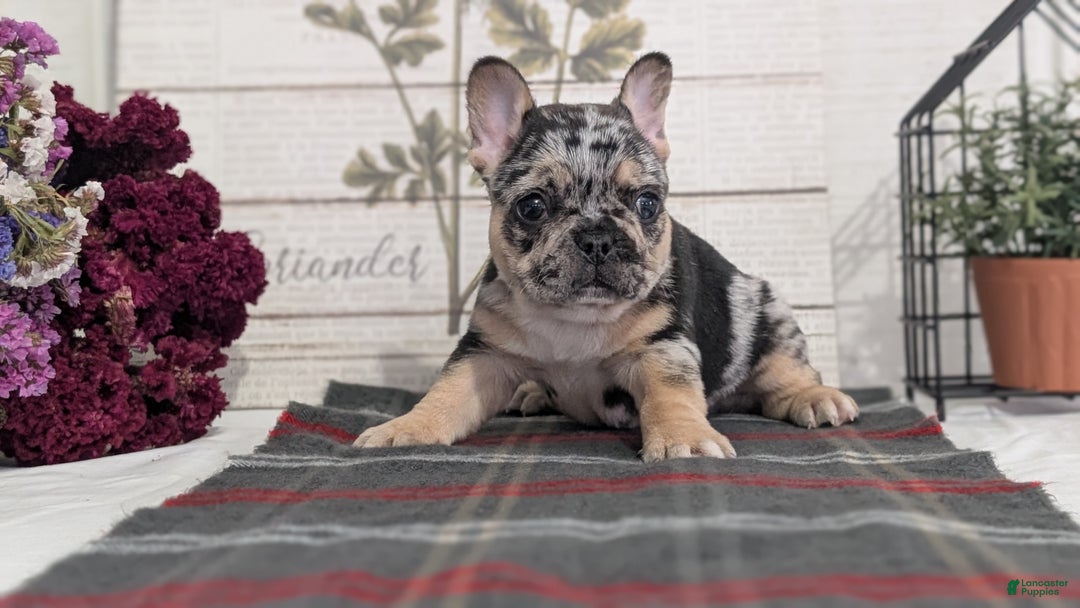 French Bulldog dogs for sale: Shiloh - Ad 6