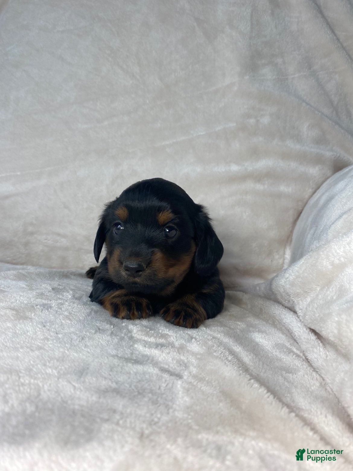 Miniature Dachshund dogs Miniature Dachshund 2 - Ad 2