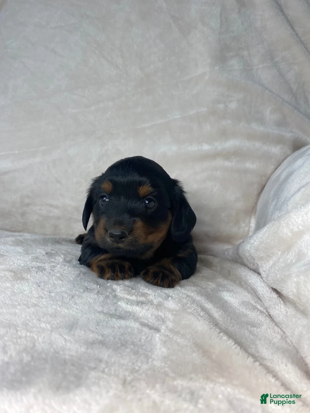 Miniature Dachshund dogs for sale: Miniature Dachshund 2 - Ad 4