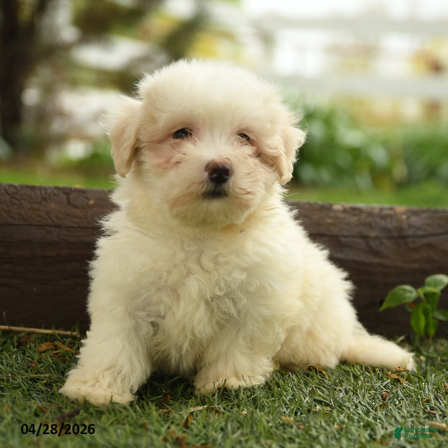 Maltipoo dogs Nia  - Ad 2