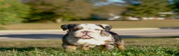 English Bulldog dogs for sale: English Bulldog Puppy 5 - Ad 1