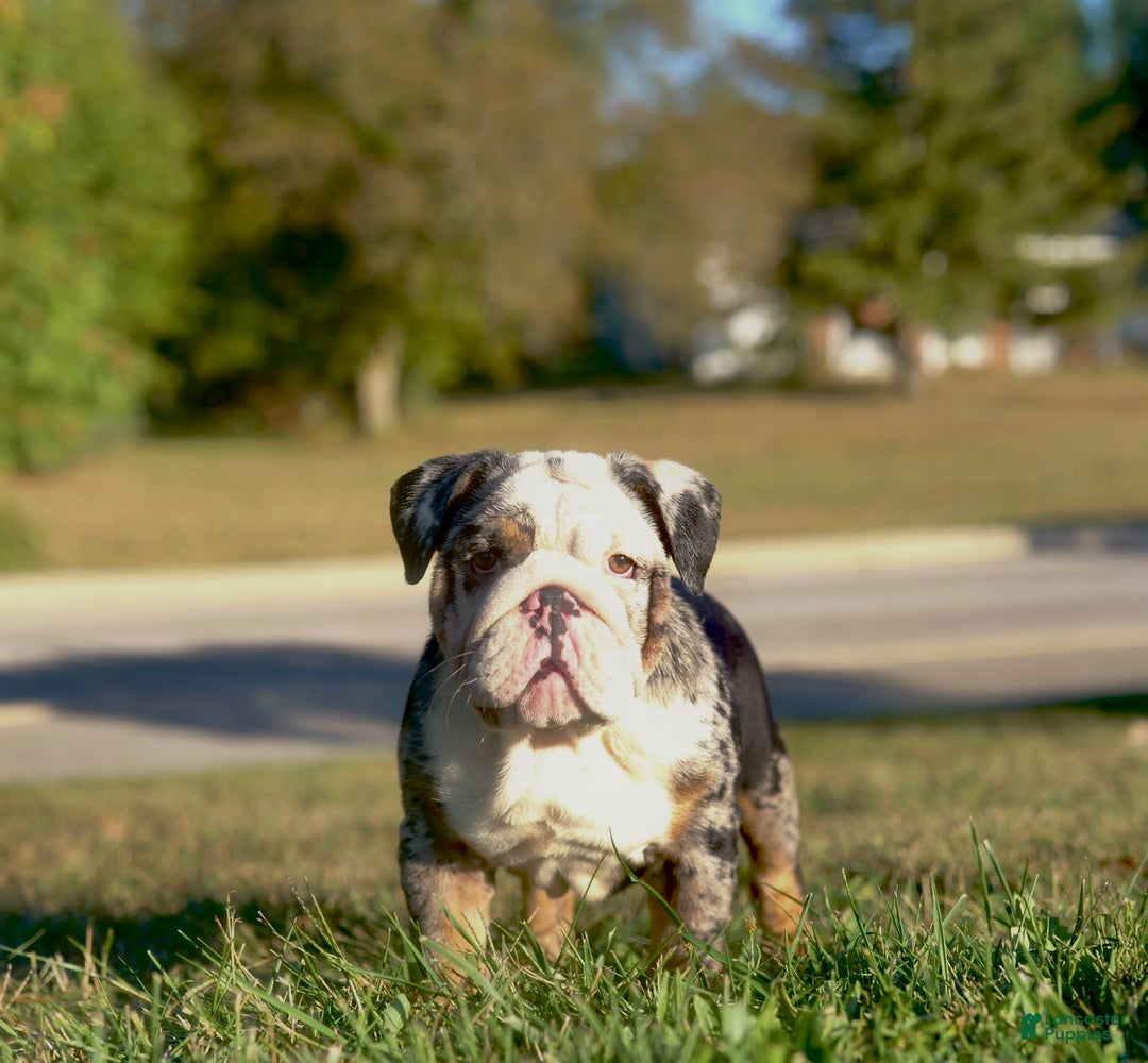English Bulldog dogs for sale: English Bulldog Puppy 5 - Ad 1