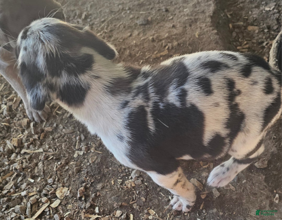 Mixed Breed dogs for sale: Rebae - Ad 6