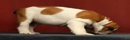 English Bulldog dogs for sale: Captain - Ad 10