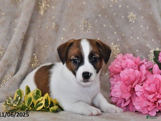 Jack Russell Terrier dogs - Ad 3