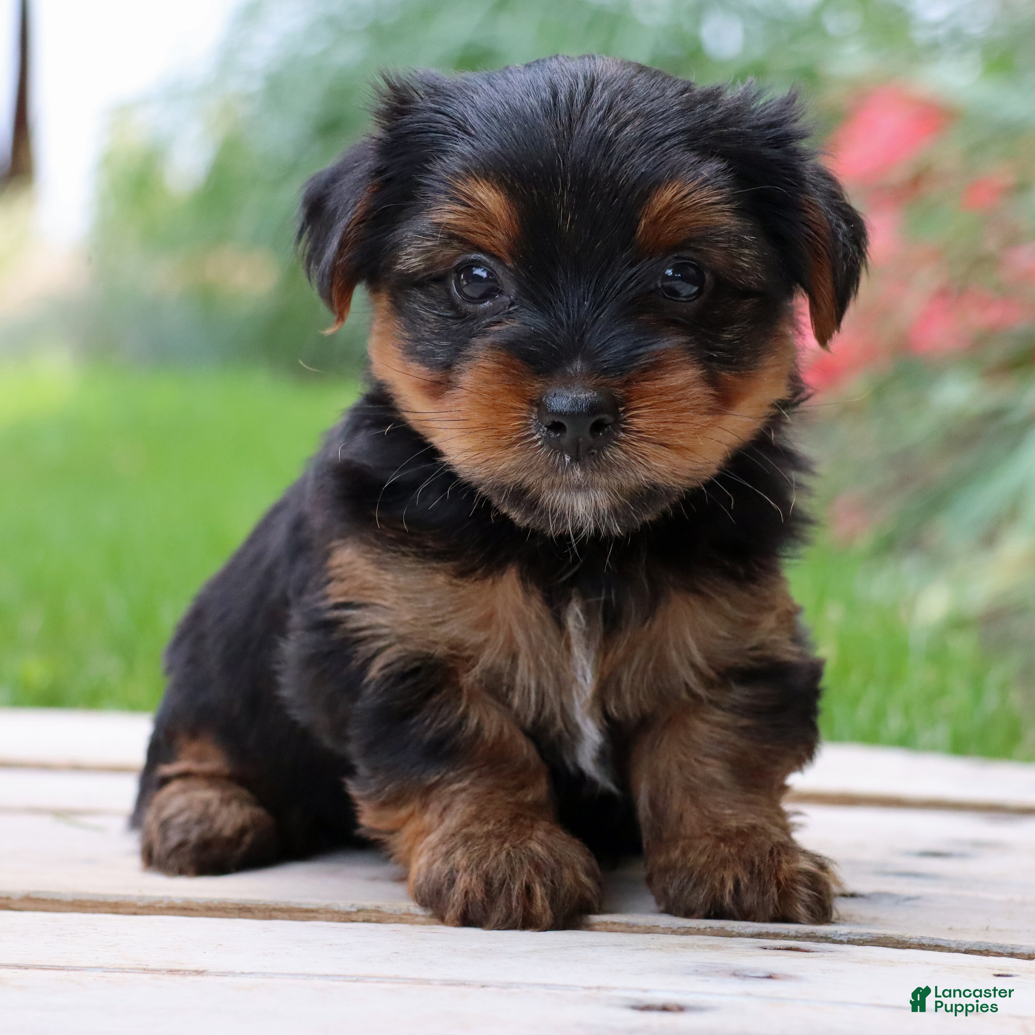 Yorkshire Terrier dogs Latte - Ad 1