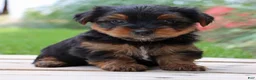 Yorkshire Terrier dogs for sale: Latte - Ad 1