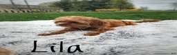 Cavapoo dogs for sale: Daisy - Ad 5