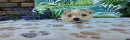 Maltipoo dogs for sale: Rocky - Ad 5