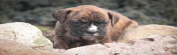 Boxer dogs for sale: Jones - Ad 8