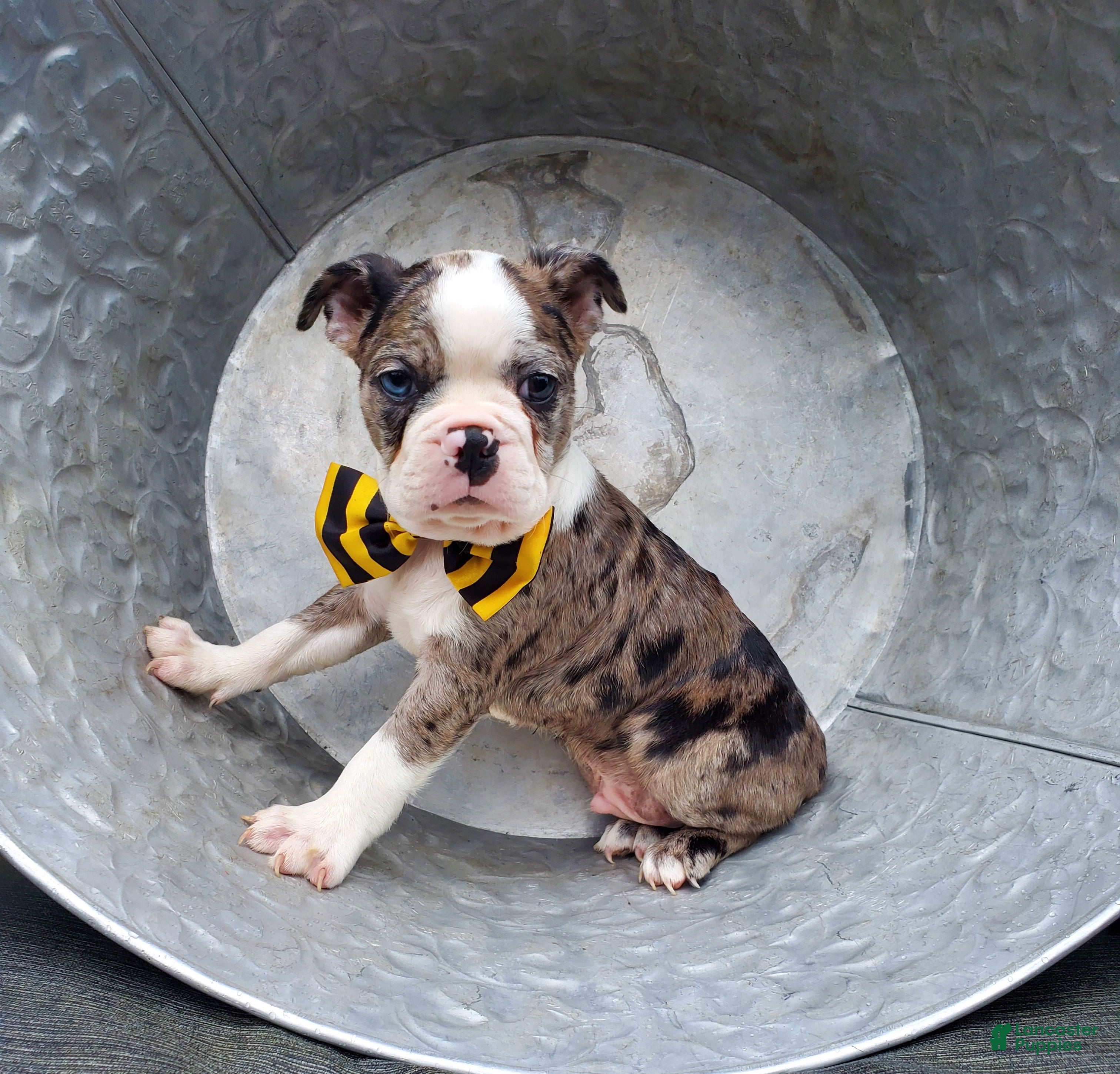 Boston Terrier dogs Henry - Ad 1