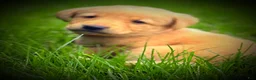 Labrador Retriever dogs for sale: Labrador Retriever Puppy 1 - Ad 10