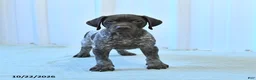 German Shorthaired Pointer dogs for sale: Carson - Ad 2