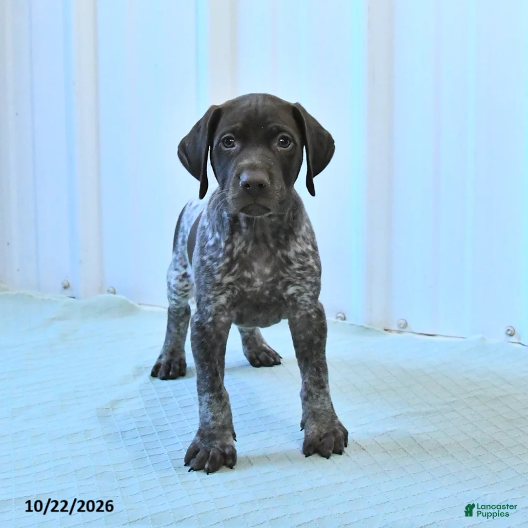German Shorthaired Pointer dogs for sale: Carson - Ad 2