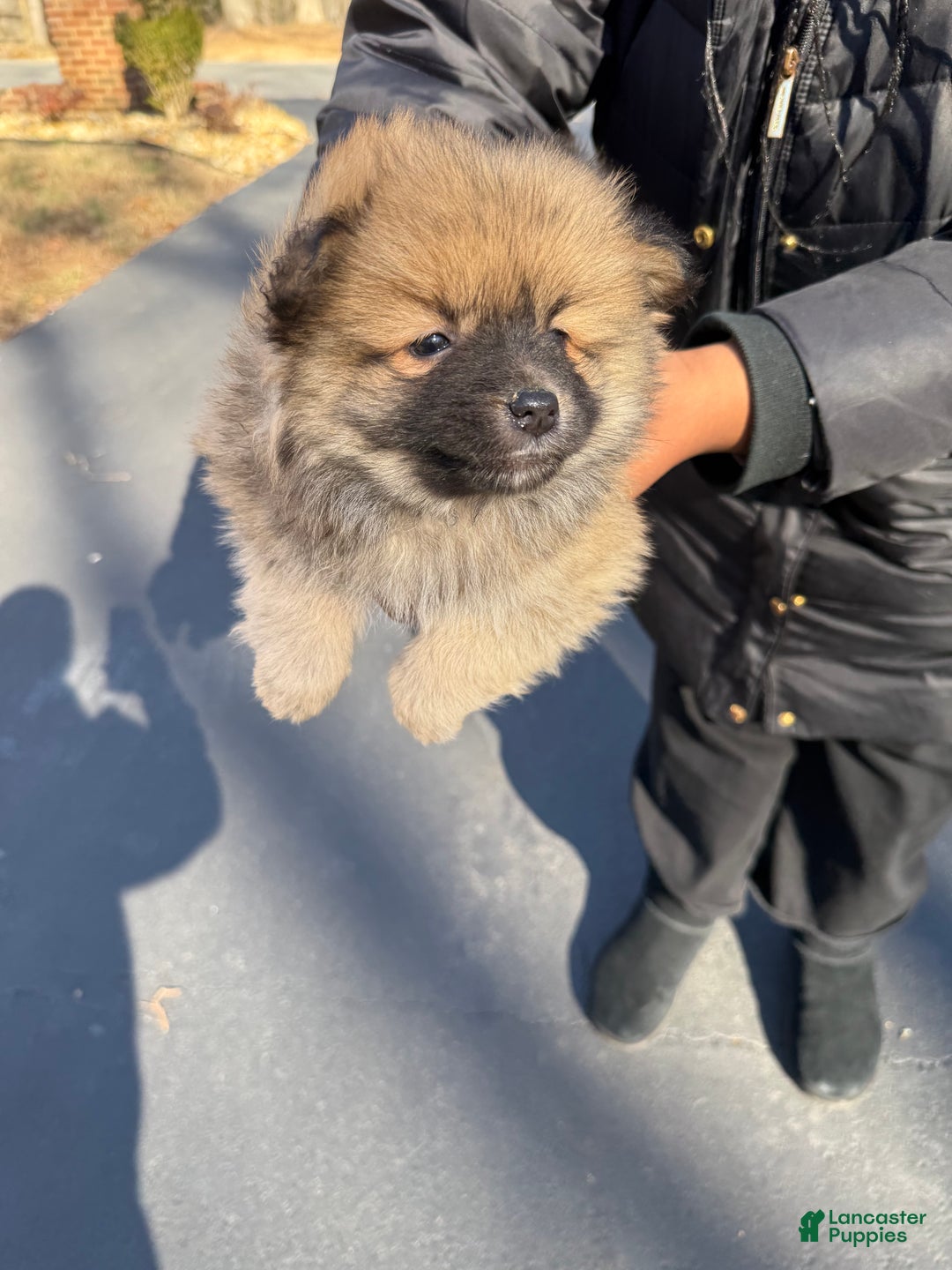 Pomeranian dogs for sale: Pomeranian Puppy 1 - Ad 3