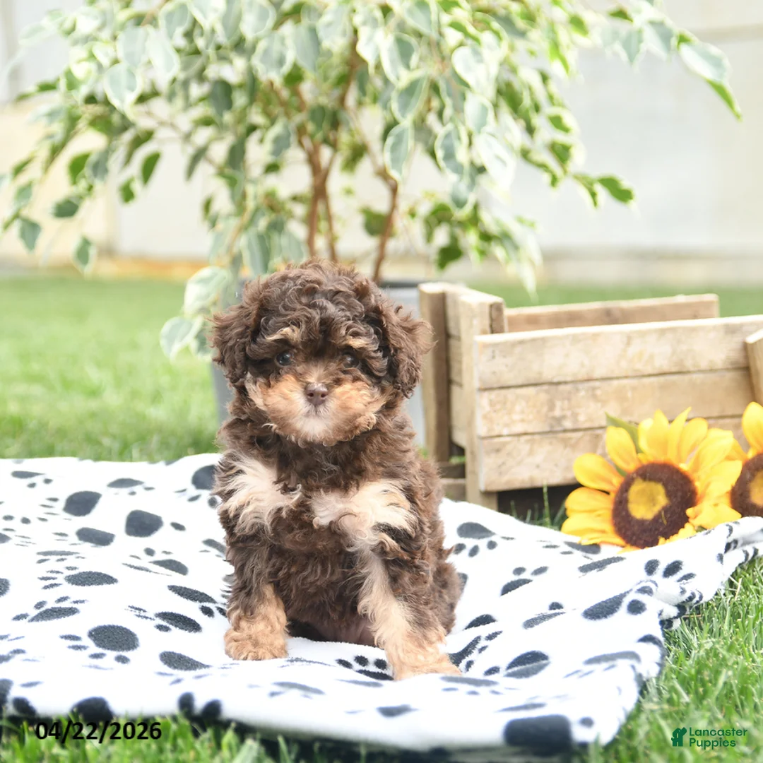 Toy Poodle dogs for sale: Wendy - Ad 5