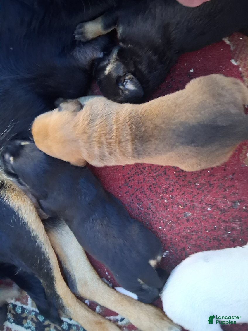 Mixed Breed dogs Mixed Breed 4 - Ad 42