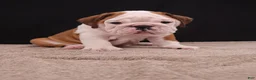 English Bulldog dogs for sale: Bruno - Ad 11