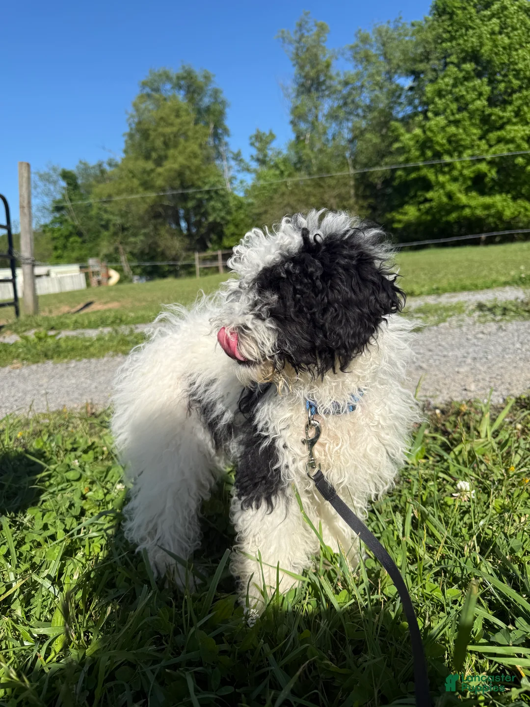 Miniature Poodle dogs for sale: Luna  - Ad 1