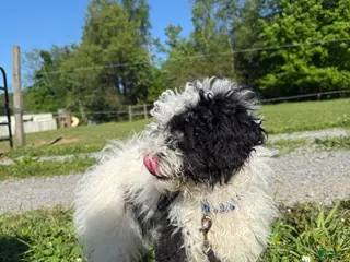 Miniature Poodle dogs for sale: Luna - Ad 1