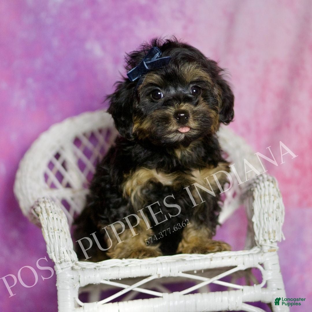 Mixed Breed dogs Bluey - Ad 8