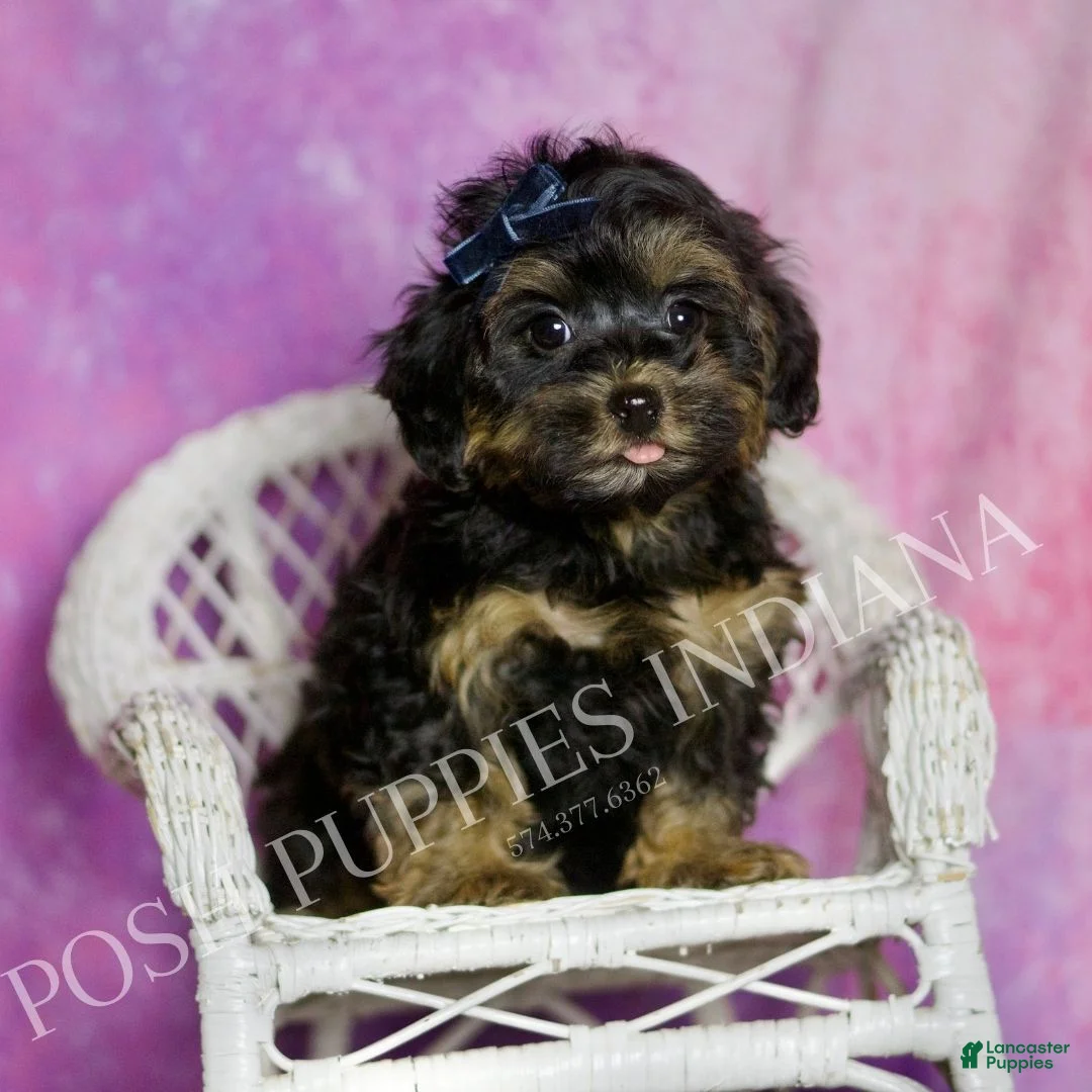 Mixed Breed dogs for sale: Bluey - Ad 1