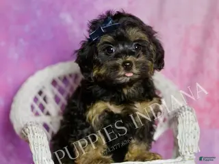 Mixed Breed dogs Bluey - Ad 8