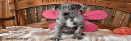 Great Dane dogs for sale: Blossom - Ad 5
