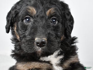 Bernedoodle dogs Bella - Ad 28