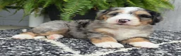 Mini Bernedoodle dogs for sale: Mini Zues - Ad 22