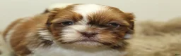 Shih Tzu dogs for sale: Lucy - Ad 9