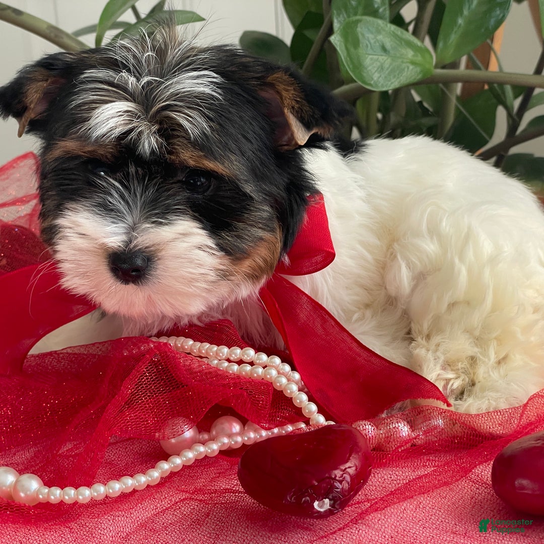 Biewer Terrier dogs for sale: Kricket - Ad 2