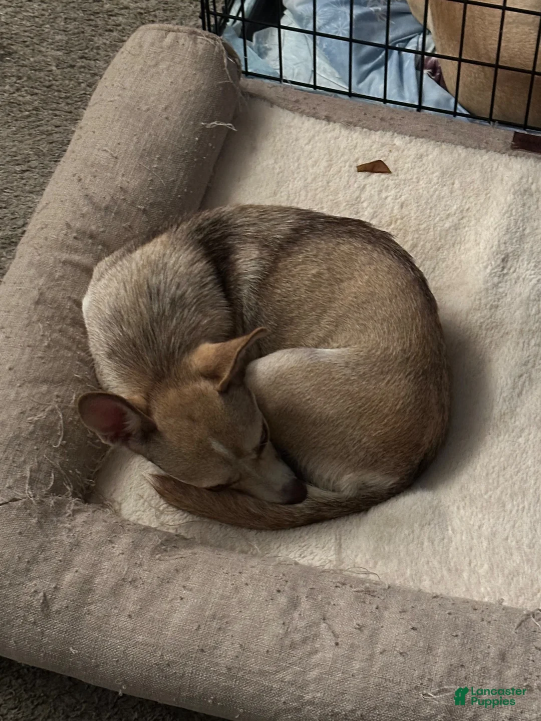Mixed Breed dogs for sale: Mocha  - Ad 2
