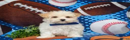 Maltipoo dogs for sale: Laim 7 lbs Full Grown - Ad 7
