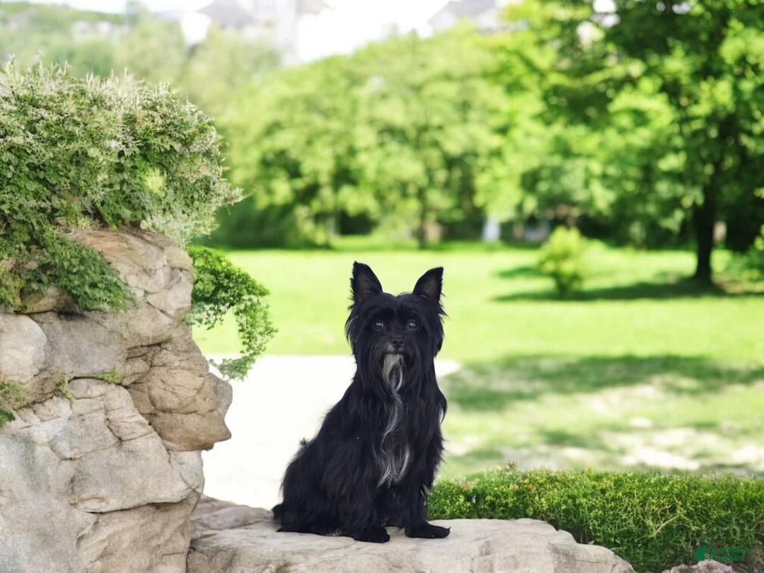 Yorkshire Terrier dogs for sale: Rebecca - Ad 8