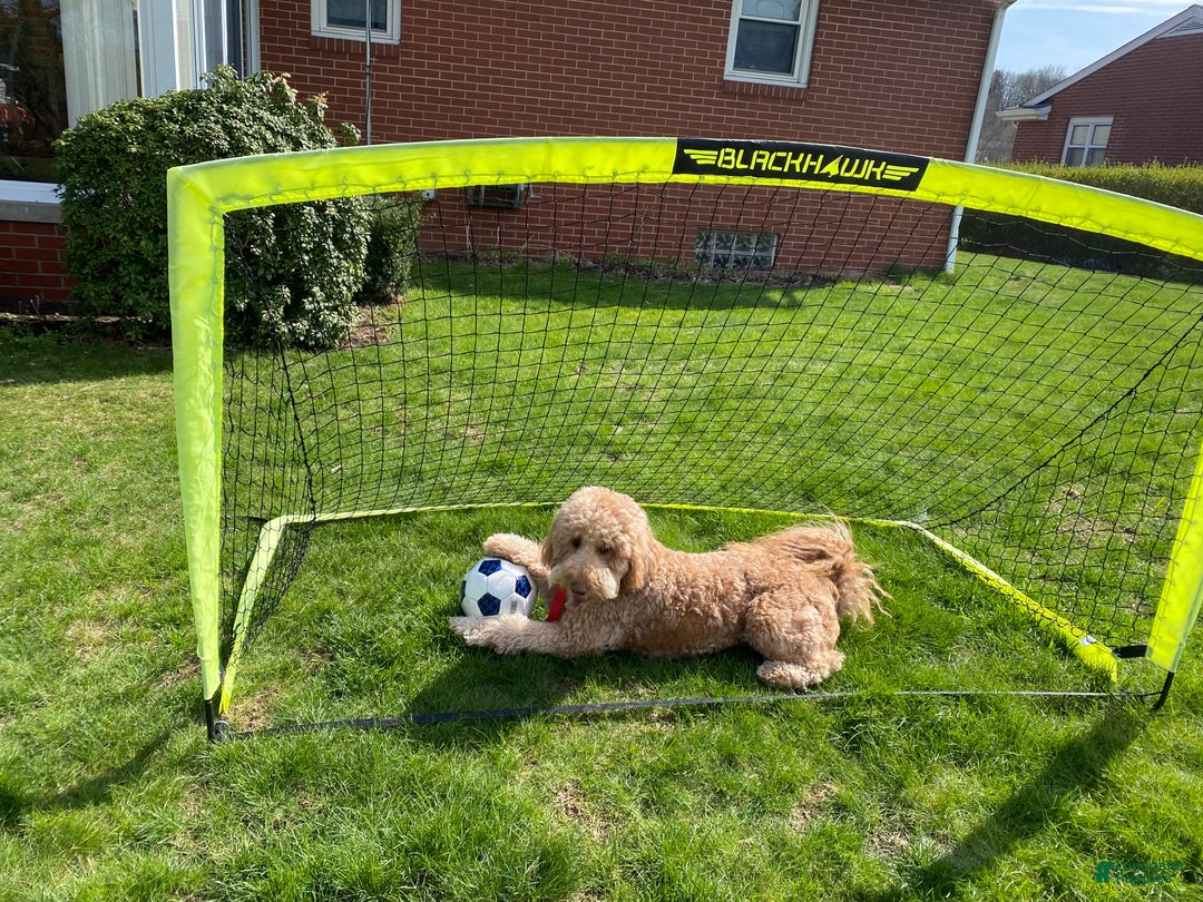 Goldendoodle dogs for sale: Goldendoodle Puppy 4 - Ad 3