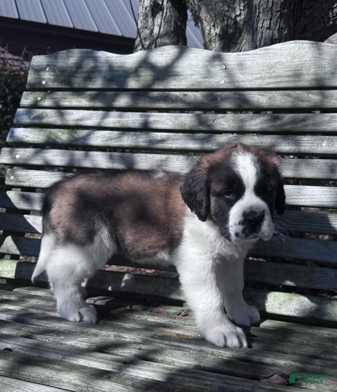 Saint Bernard dogs for sale: Georgia  - Ad 10