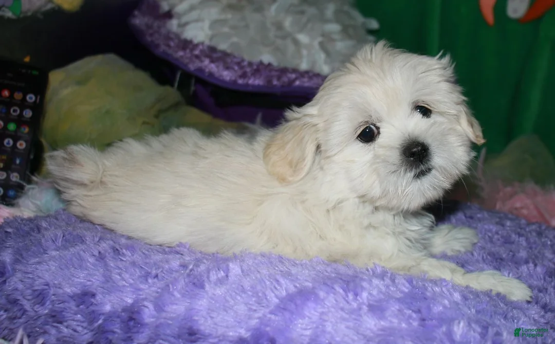 Shihpoo dogs for sale: Shiloh - Ad 7