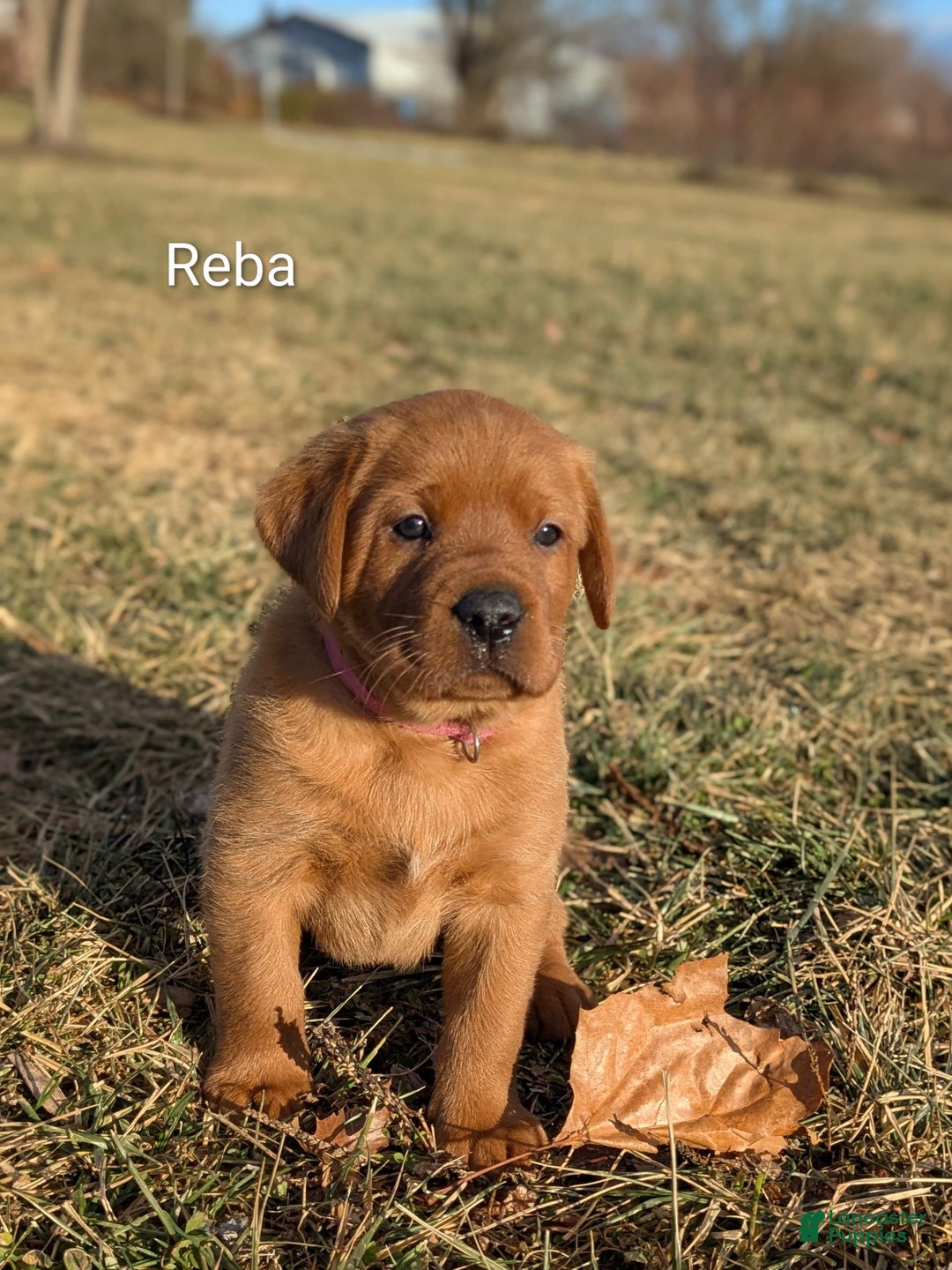 Labrador Retriever dogs for sale: Reba - Ad 3